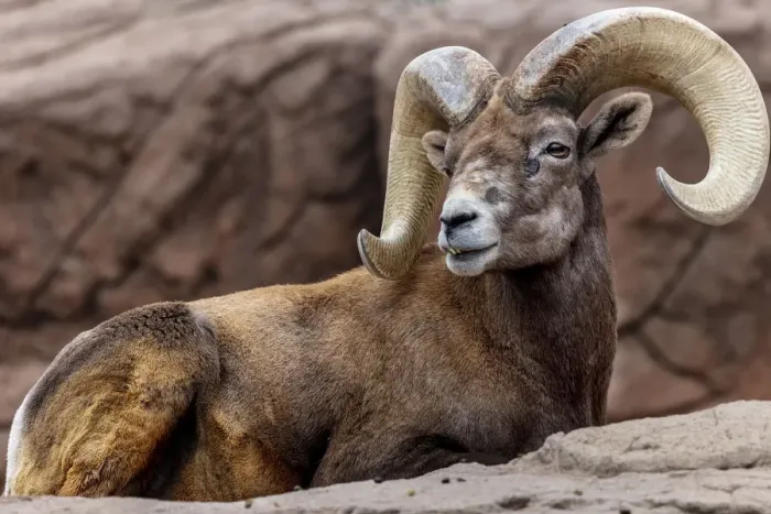 Framed Print : Desert Bighorn Sheep Ram at the Arizona Sonoran Desert Museum in Tucson, Arizona, USA Framed Print : Desert Bighorn Sheep Ram at the Arizona Sonoran Desert Museum in Tucson, Arizona, USA