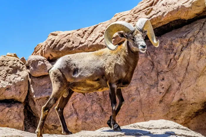 Framed Print : Desert Bighorn Sheep, Sonora Desert Museum, Tucson, Arizona Framed Print : Desert Bighorn Sheep, Sonora Desert Museum, Tucson, Arizona