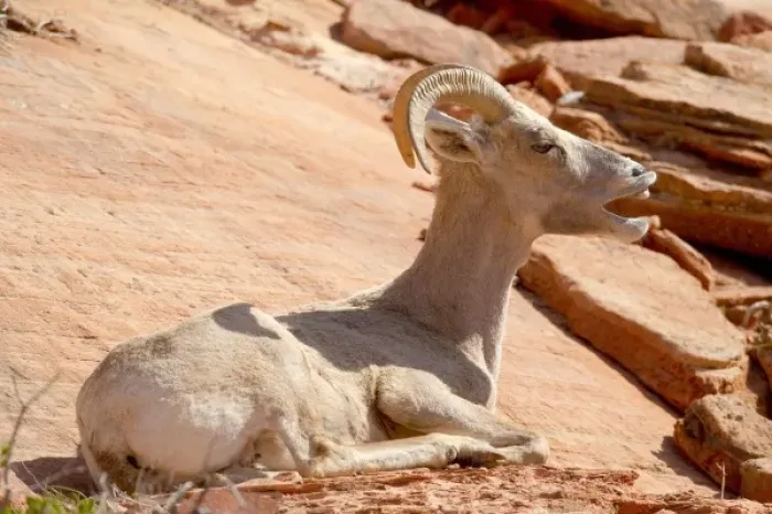 Framed Print : Desert Bighorn sheep yawning (Ovis canadensis nelsoni). Zion National Park, Utah Framed Print : Desert Bighorn sheep yawning (Ovis canadensis nelsoni). Zion National Park, Utah