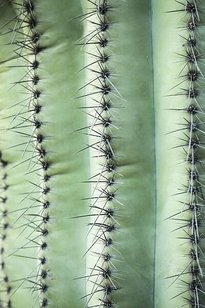 Desert cactus, Carefree, Arizona