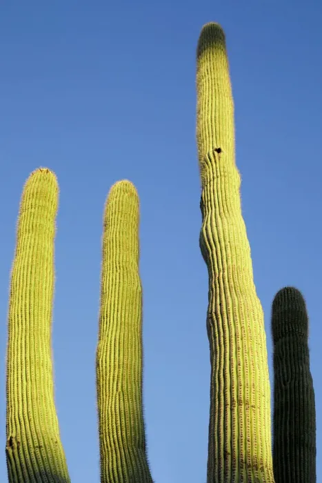 Framed Print : Desert cactus, Carefree, Arizona Framed Print : Desert cactus, Carefree, Arizona