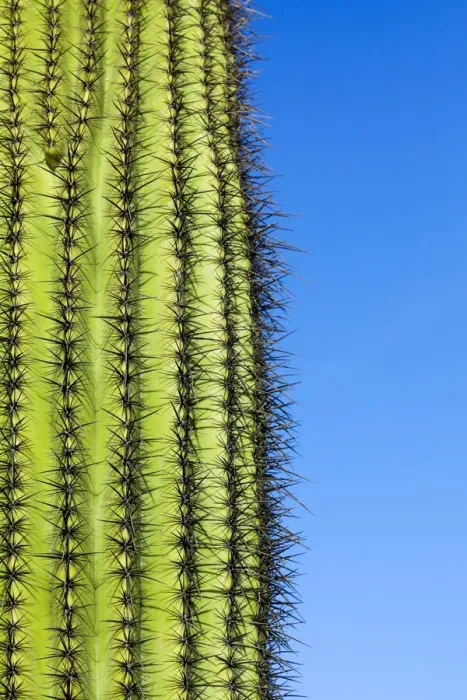 Framed Print : Desert cactus, Carefree, Arizona Framed Print : Desert cactus, Carefree, Arizona