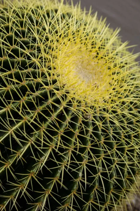 Framed Print : Desert cactus, Carefree, Arizona Framed Print : Desert cactus, Carefree, Arizona