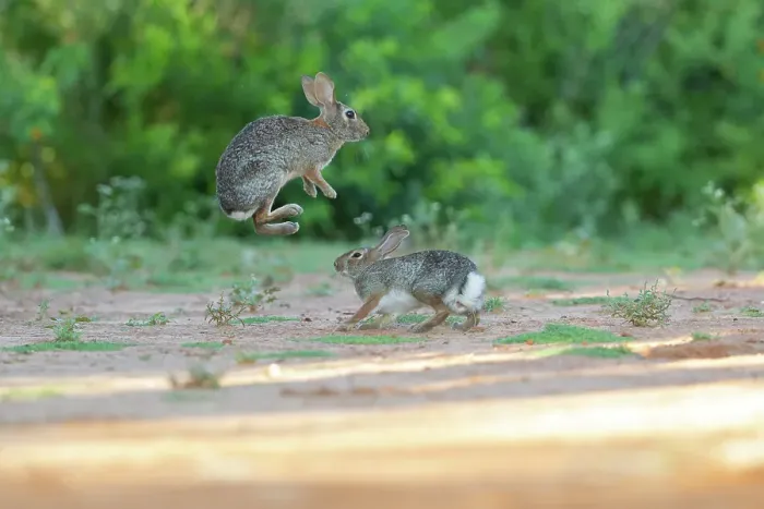 Framed Print : Desert cottontail, South Texas Framed Print : Desert cottontail, South Texas