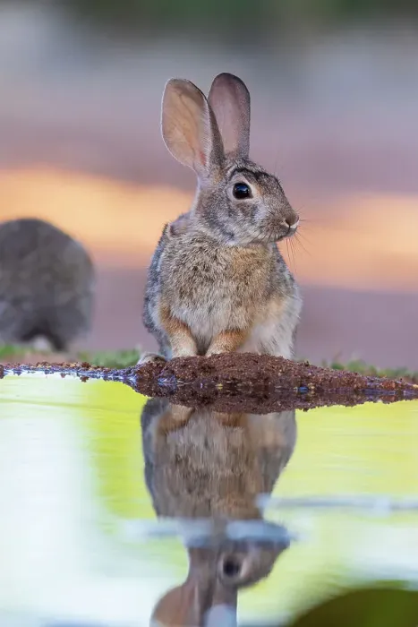 Framed Print : Desert Cottontail at water, Pima County, Arizona Framed Print : Desert Cottontail at water, Pima County, Arizona