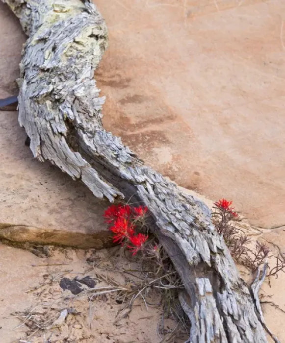 Framed Print : Desert Indian Paintbrush flowers under weathered log in Zion National Park, Utah, USA Framed Print : Desert Indian Paintbrush flowers under weathered log in Zion National Park, Utah, USA