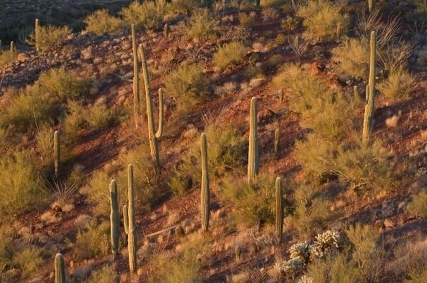 Desert landscape filled with saguaro cactus (Carnegiea gigantea) at sunset, Signal Hill trail
