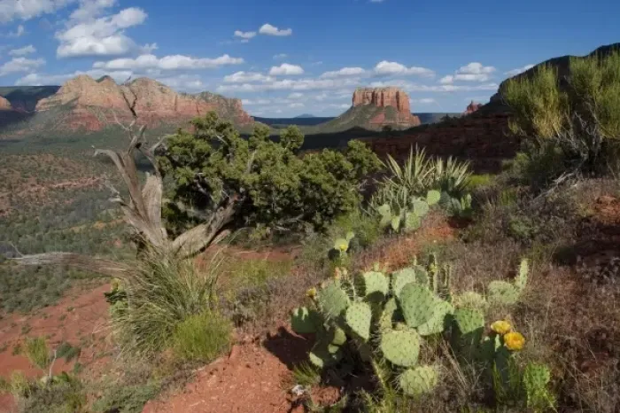 Framed Print : Desert landscape, Sedona, AZ Framed Print : Desert landscape, Sedona, AZ