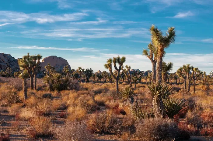 Framed Print : Desert landscape and vegetation in Joshua Tree National Park, California, USA Framed Print : Desert landscape and vegetation in Joshua Tree National Park, California, USA