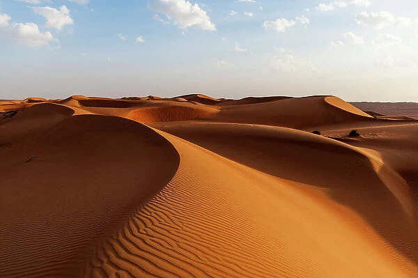 A desert landscape of wind sculpted and rippled sand dunes. Wahiba Sands, Oman