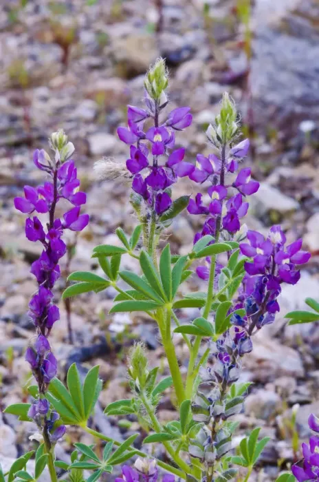 Framed Print : Desert Lupine (Lupinus sparsiflorus), Anza-Borrego Desert State Park, California, USA Framed Print : Desert Lupine (Lupinus sparsiflorus), Anza-Borrego Desert State Park, California, USA