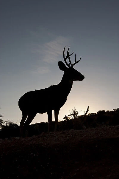 Desert Mule Deer (Odocoileus hemionus) buck in desert mountain habitat