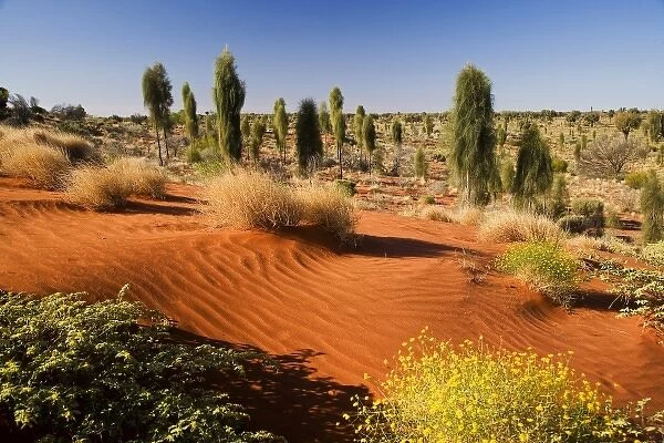 Desert Oaks, Uluru - Kata Tjuta National Park, World Heritage Area, Northern Territory