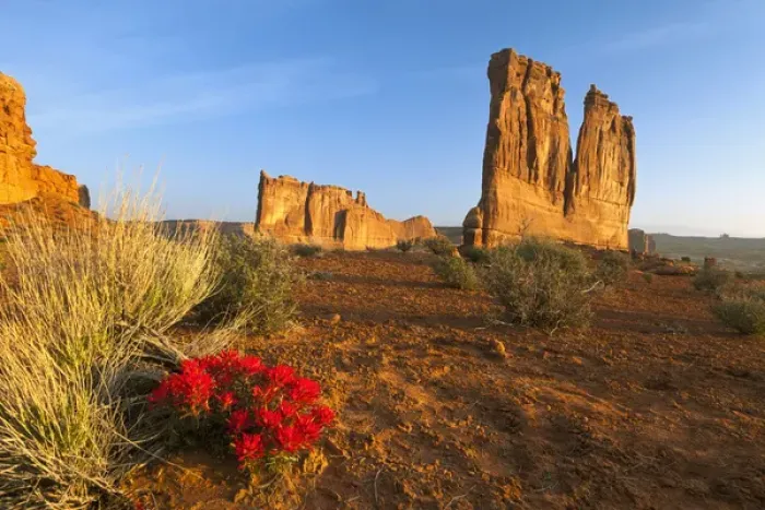 Framed Print : Desert paintbrush livens up the landscape near Courthouse Towers in Arches National Park Framed Print : Desert paintbrush livens up the landscape near Courthouse Towers in Arches National Park