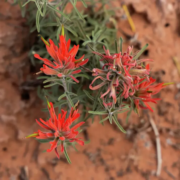 Framed Print : Desert paintbrush, the Windows, Arches National Park, Utah, US Framed Print : Desert paintbrush, the Windows, Arches National Park, Utah, US