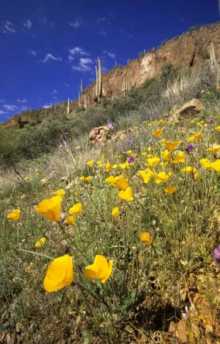 Framed Print : Desert poppies Arizona, USA
