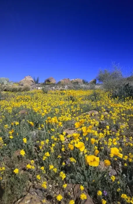 Framed Print : Desert poppies Arizona, USA