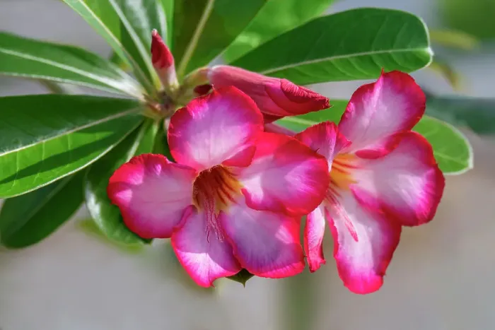Framed Print : Desert rose plant