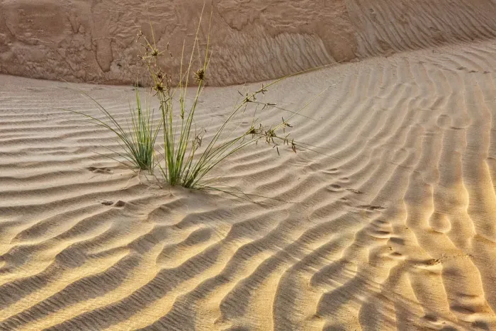 Framed Print : Desert with sand. Abu Dhabi, United Arab Emirates