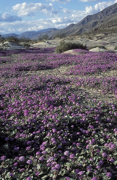 Desert sand verbena during spring in Anza-Borrego Desert State Park, CA
