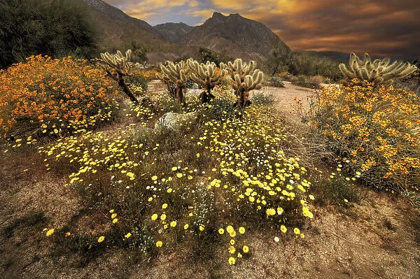 Desert wildflower bloom at Anza Borrego Park in California