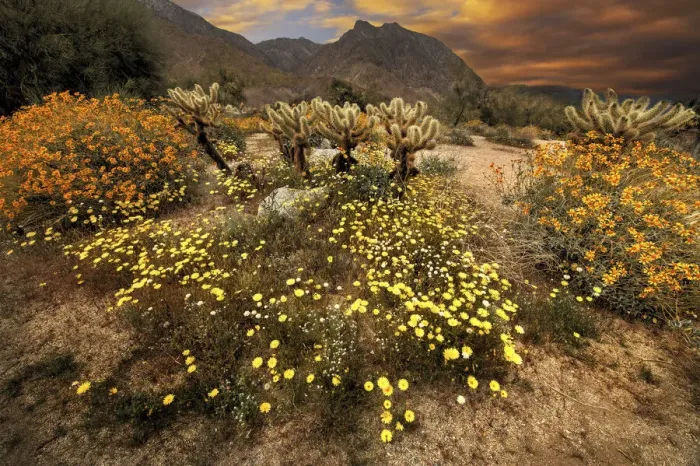 Framed Print : Desert wildflower bloom at Anza Borrego Park in California Framed Print : Desert wildflower bloom at Anza Borrego Park in California