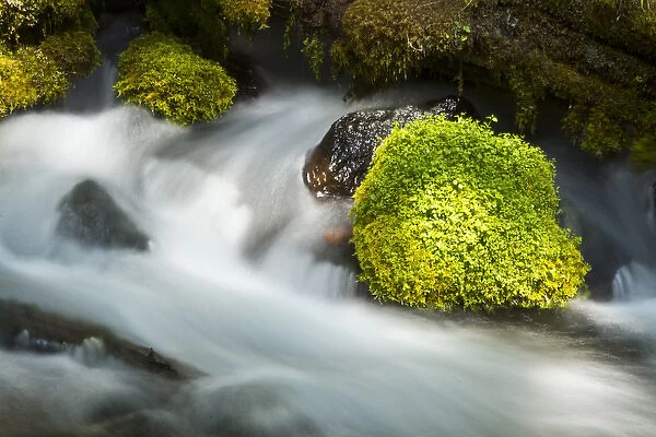 Detail; Clearwater Creek; Clearwater Falls; Umpqua National Forest; Oregon; USA