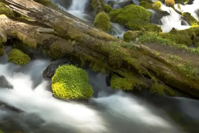 Framed Print : Detail, Clearwater Creek, Clearwater Falls, Umpqua National Forest, Oregon, USA Framed Print : Detail, Clearwater Creek, Clearwater Falls, Umpqua National Forest, Oregon, USA