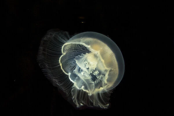 Detailed and bright biluminescence of this moon jelly fish