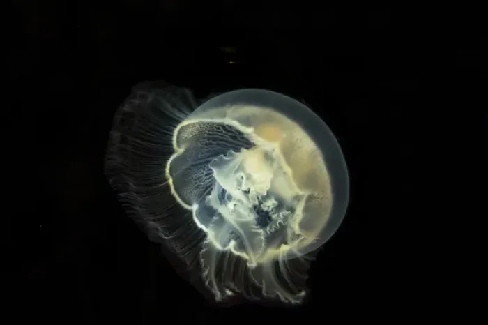 Framed Print : Detailed and bright biluminescence of this moon jelly fish Framed Print : Detailed and bright biluminescence of this moon jelly fish