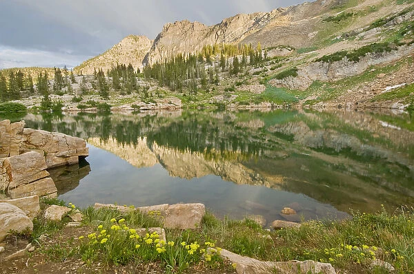Devils castle reflected in Cecret Lake, evening, yellow wildflowers, Little Cottonwood Canyon