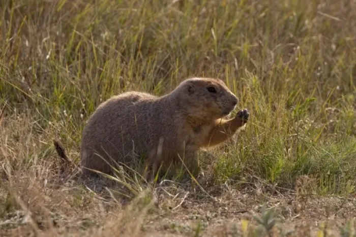 Framed Print : Devils Tower National Monument, Wyoming, USA. Black-tailed Prairie Dog (Cynomys ludovicianus)