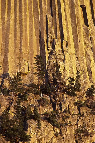 Devils Tower National Monument, Wyoming, North America, USA. Hexagonal Columns