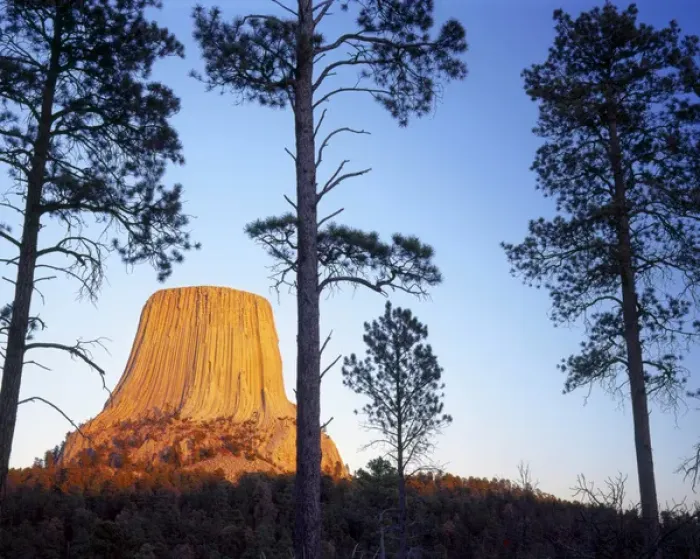 Framed Print : Devils Tower National Monument, Wyoming. USA. Devils Tower & ponderosa pines (Pinus