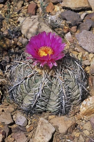 Devilshead cactus, Echinocactus horizonthalonius, blooming, Big Bend National Park
