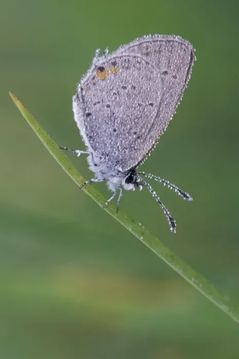 Framed Print : Dew-covered Eastern-tailed Blue butterfly Framed Print : Dew-covered Eastern-tailed Blue butterfly