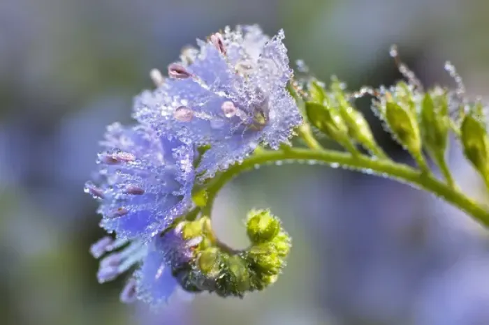 Framed Print : Dew covered Fringed Phacelia flowers, Cades Cove, Great Smoky Mountains National Park Framed Print : Dew covered Fringed Phacelia flowers, Cades Cove, Great Smoky Mountains National Park
