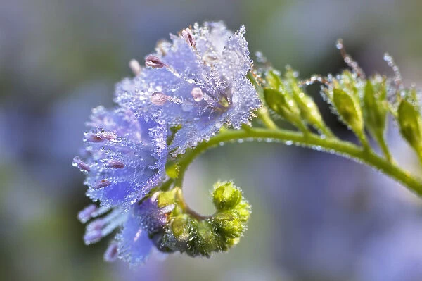 Dew covered Fringed Phacelia flowers, Cades Cove, Great Smoky Mountains National Park