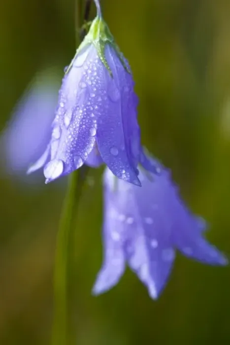 Framed Print : Dew covered Harebell (Campanula rotundifolia) flowers glisten in the morning sun