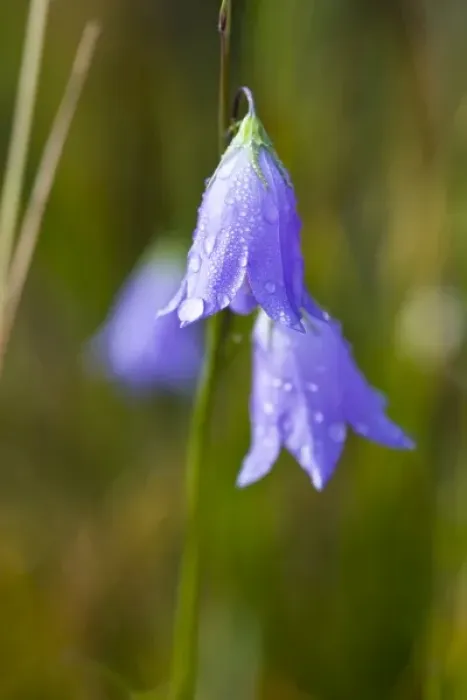 Framed Print : Dew covered Harebell (Campanula rotundifolia) flowers glisten in the morning sun Framed Print : Dew covered Harebell (Campanula rotundifolia) flowers glisten in the morning sun
