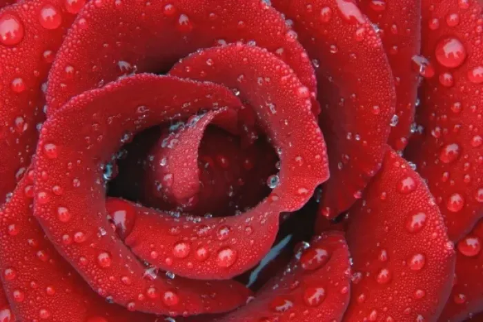 Framed Print : Dew covered red rose decorating grave site in cemetery, Appenzeller, Switzerland