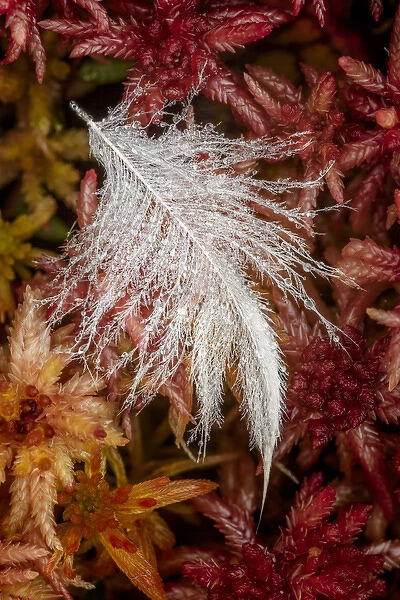 Dew covered white feather in Sphagnum moss, Hiawatha National Forest, Upper Peninsula