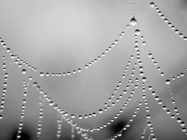 Dew droplets on spider web look like jewels, Day Preserve, Illinois