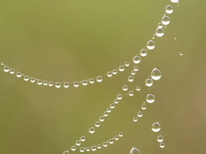 Framed Print : Dew droplets on spider web look like jewels, Day Preserve, Illinois Framed Print : Dew droplets on spider web look like jewels, Day Preserve, Illinois