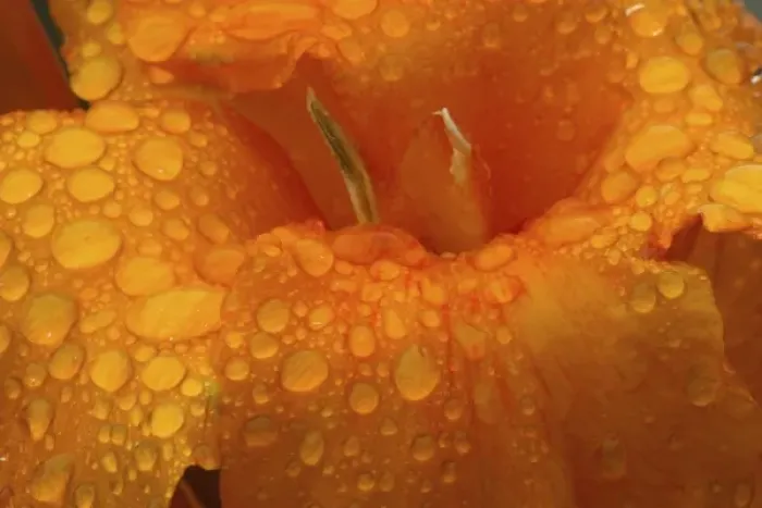 Framed Print : Dew Drops on Canna Lily, Cannas, Close-up Sammamish, Washington Framed Print : Dew Drops on Canna Lily, Cannas, Close-up Sammamish, Washington