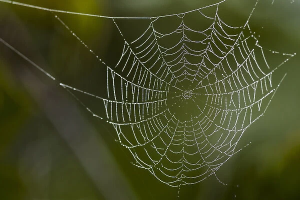 Dew hangs on a spider web with green out of focus background in this photograph taken in Bradenton