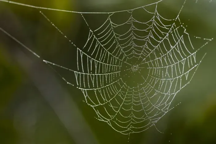 Framed Print : Dew hangs on a spider web with green out of focus background in this photograph taken in Bradenton Framed Print : Dew hangs on a spider web with green out of focus background in this photograph taken in Bradenton