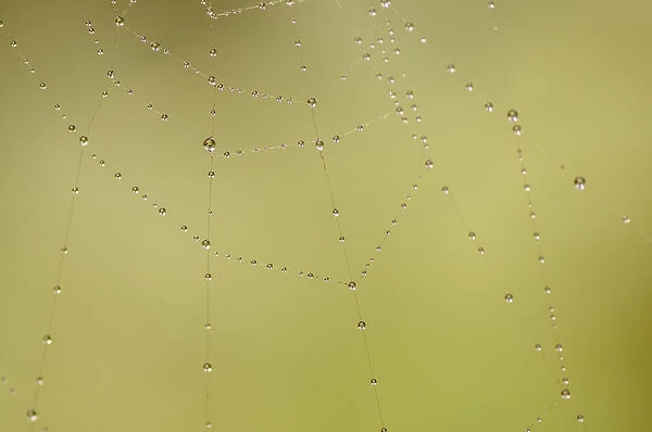 Dew and spider web, Los Angeles, California