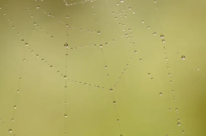 Framed Print : Dew and spider web, Los Angeles, California