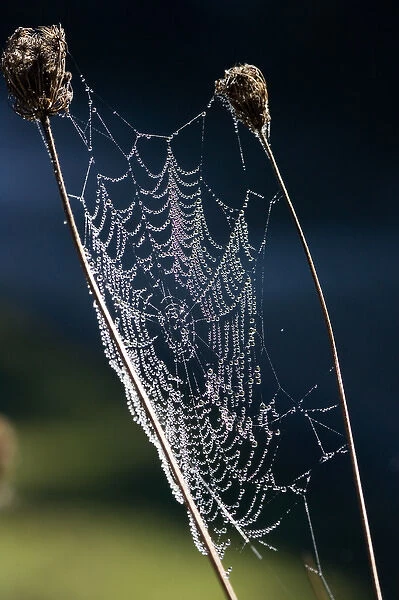 Dew on Spider Web, Wanganui - Raetihi Road, North Island, New Zealand